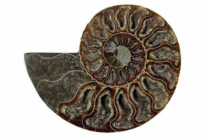 Cut & Polished Ammonite Fossil (Half) - Deep Crystal Pockets #344415